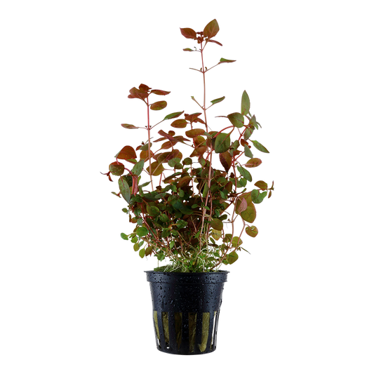 Ludwigia palustris 'Super Red'