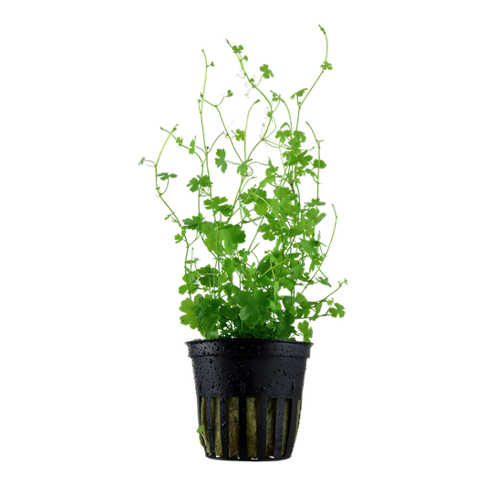 Hydrocotyle tripartita