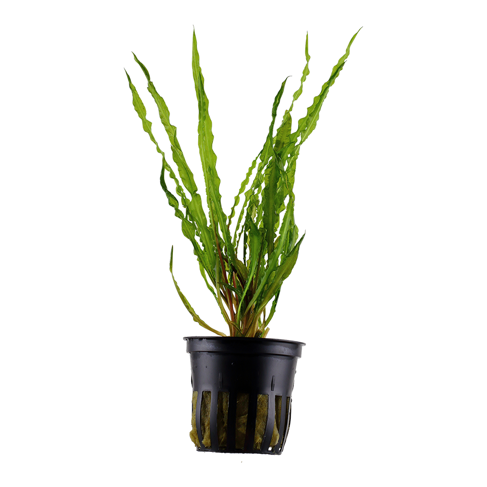 Cryptocoryne crispatula