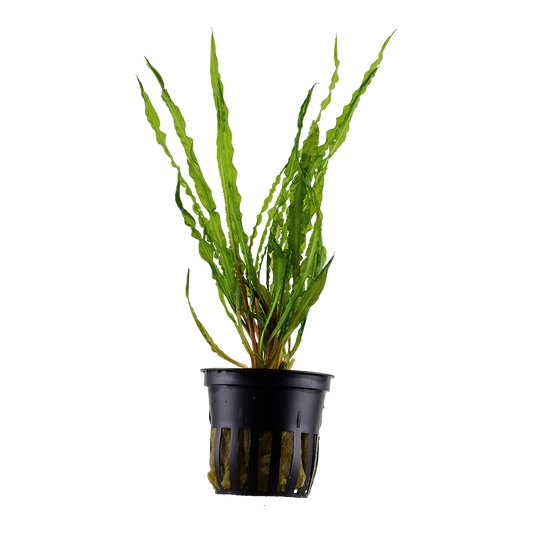 Cryptocoryne crispatula