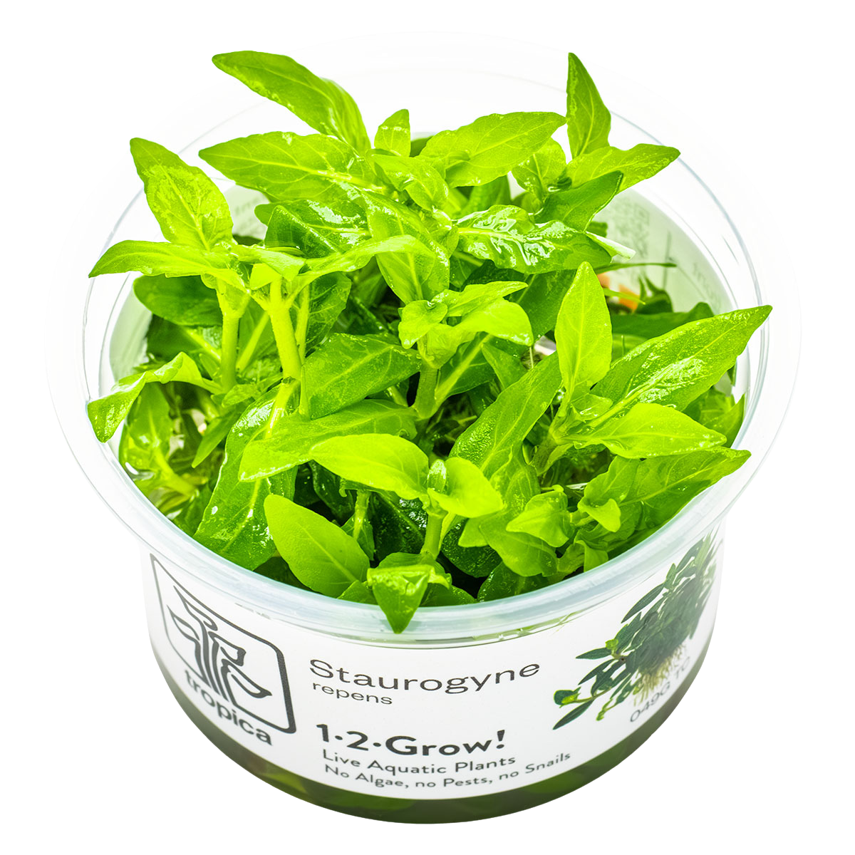 Staurogyne Repens