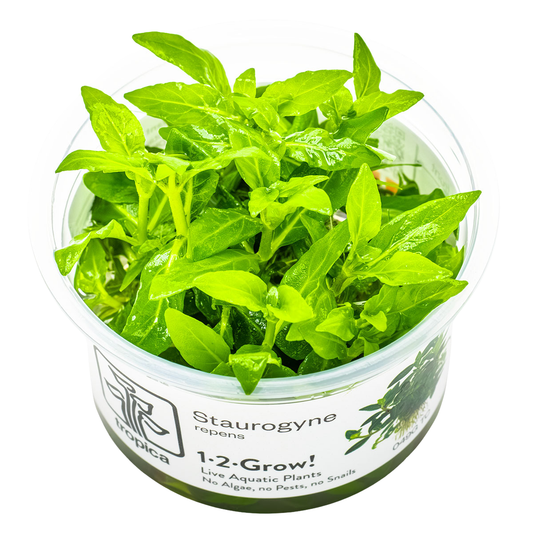 Staurogyne Repens