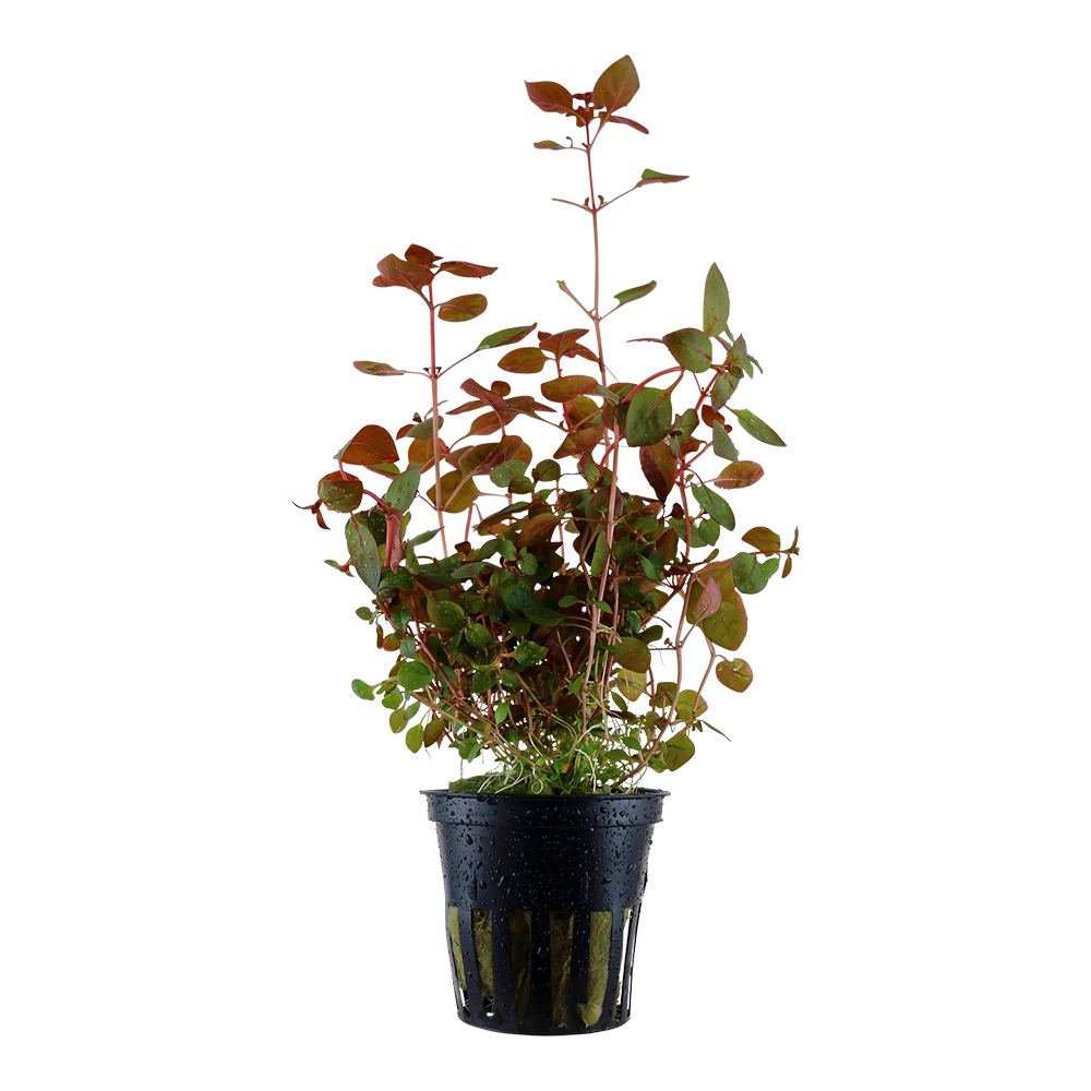 Ludwigia palustris 'Super Red'