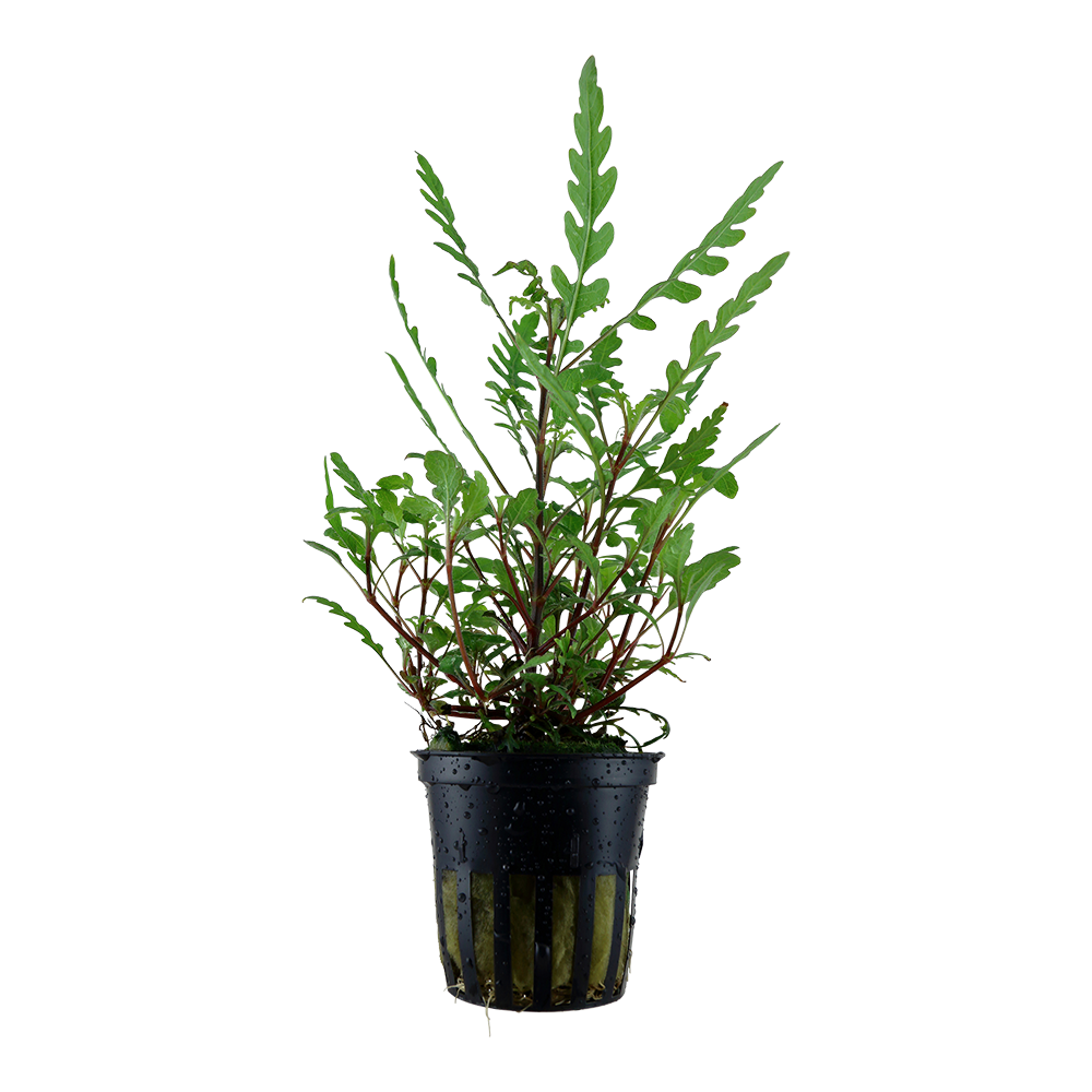 Hydrocotyle Pinnatifida