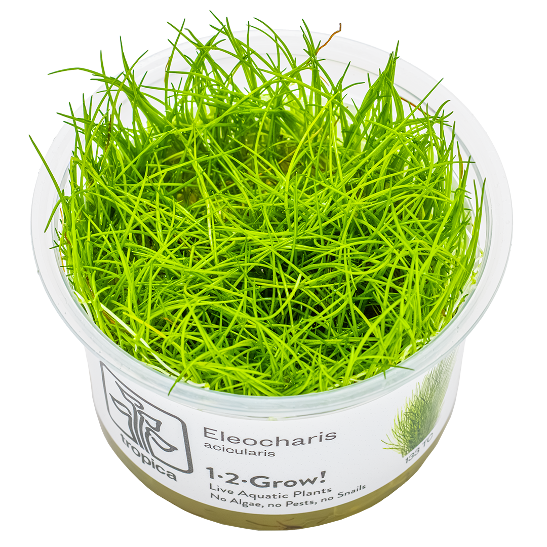 Eleocharis Acicularis