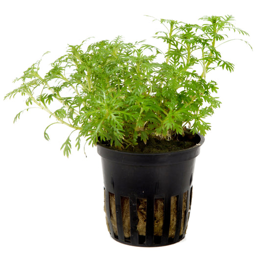 Hottonia Palustris