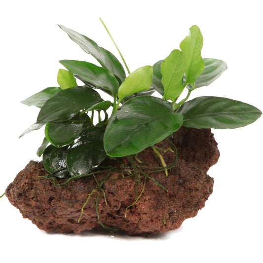 Anubias berteri nana on rock