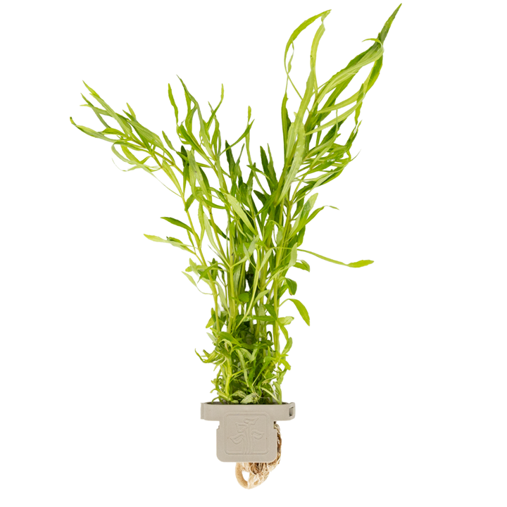 Pogostemon Quadrifolius