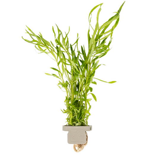 Pogostemon Quadrifolius