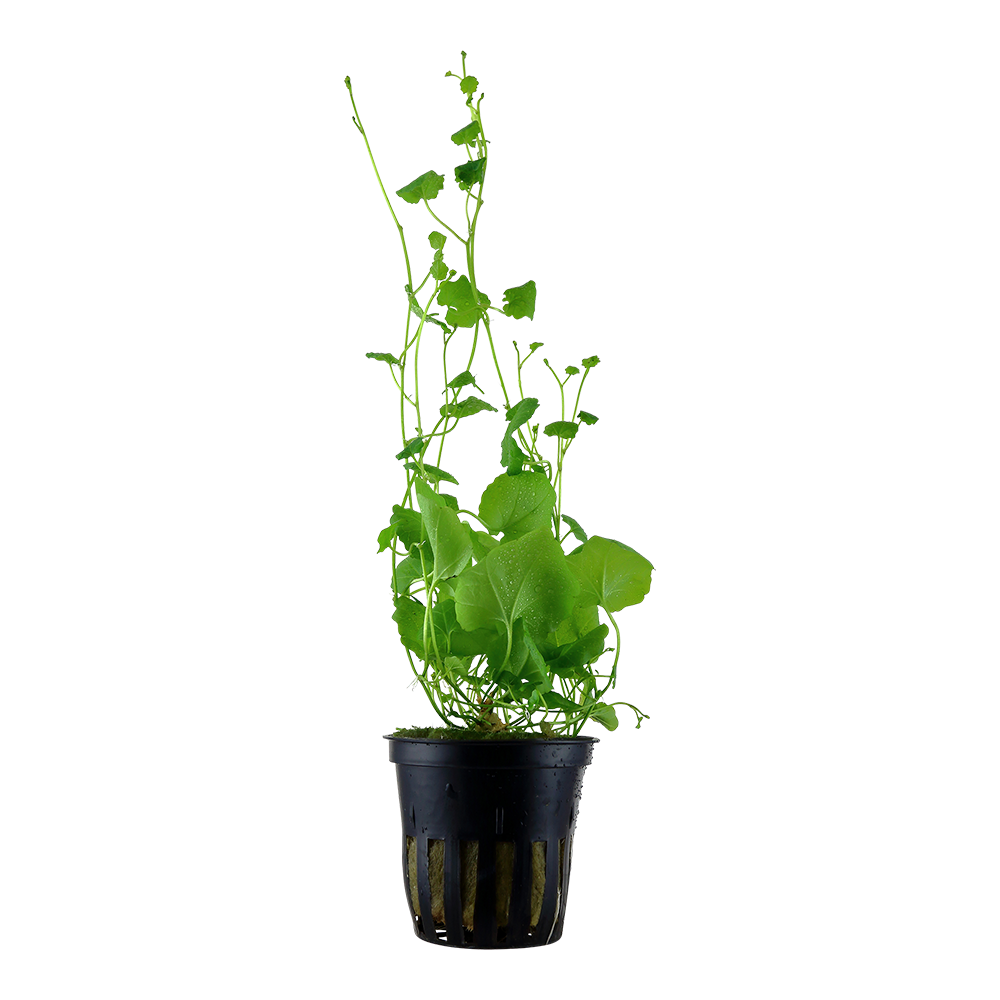 Cardamine Lyrata