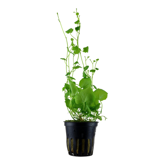 Cardamine Lyrata