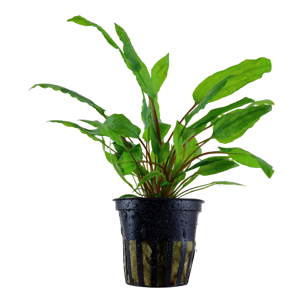 Cryptocoryne wendtii 'Green'