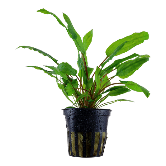 Cryptocoryne wendtii 'Green'