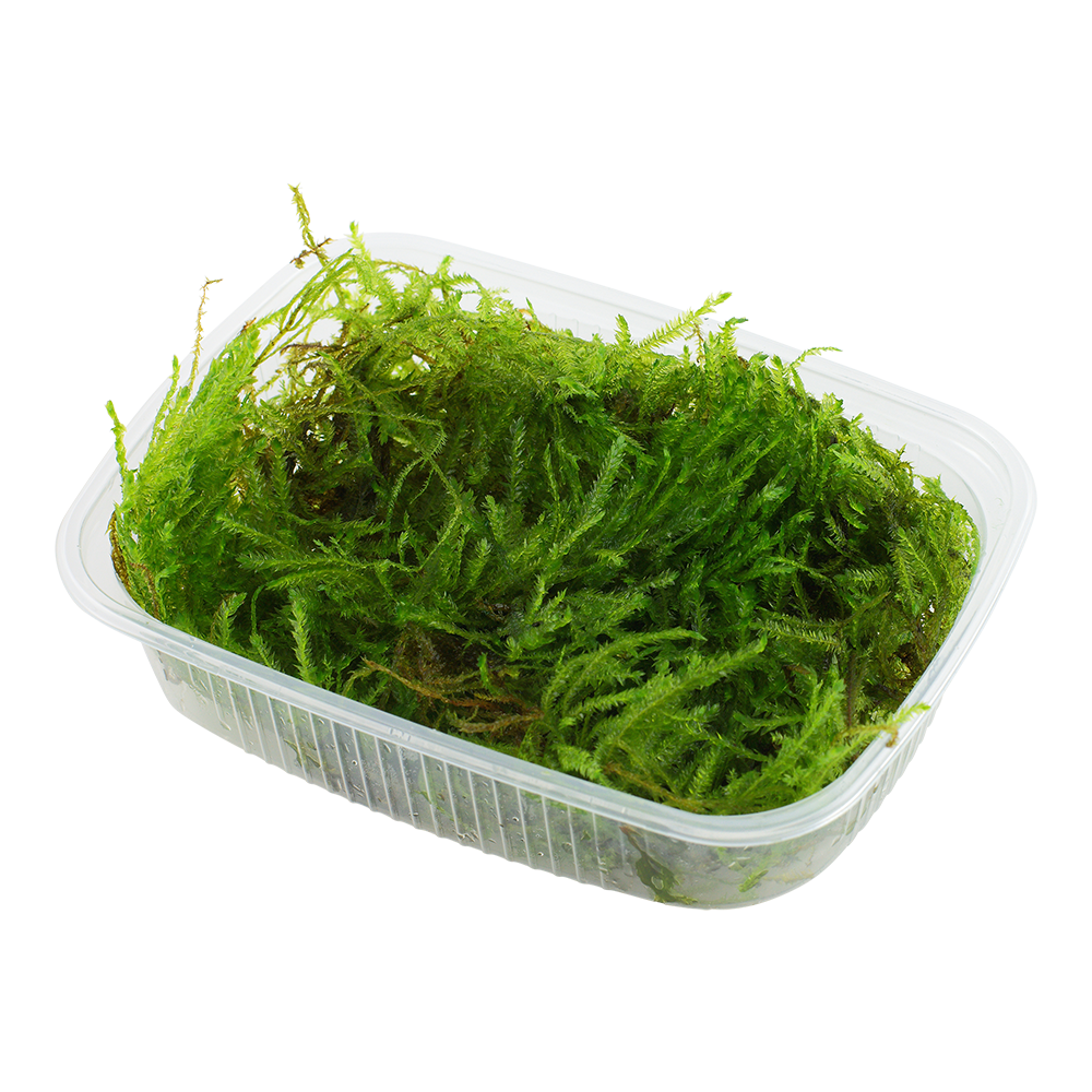 Taxiphyllum sp. 'Spiky Moss'