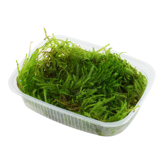 Taxiphyllum sp. 'Spiky Moss'