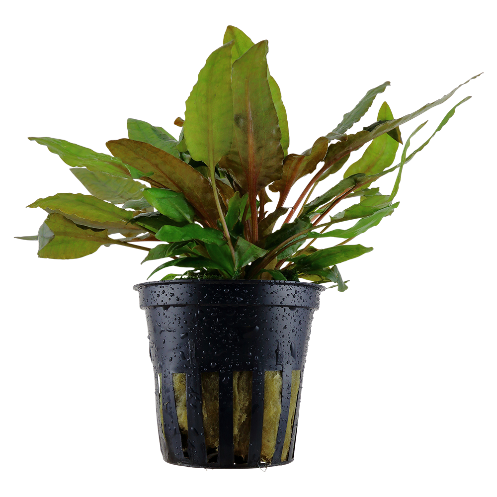 Cryptocoryne wendtii 'Tropica'