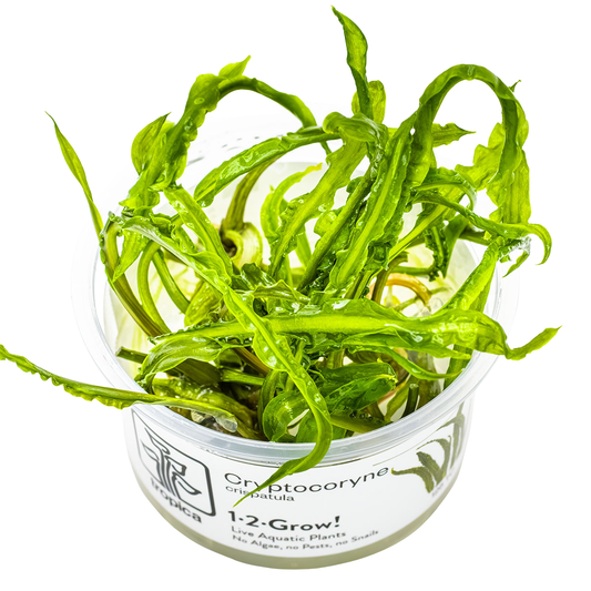 Cryptocoryne Crispatula TC
