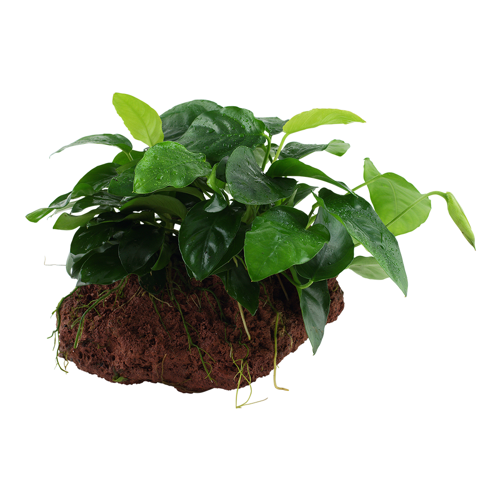 Anubias berteri nana on rock