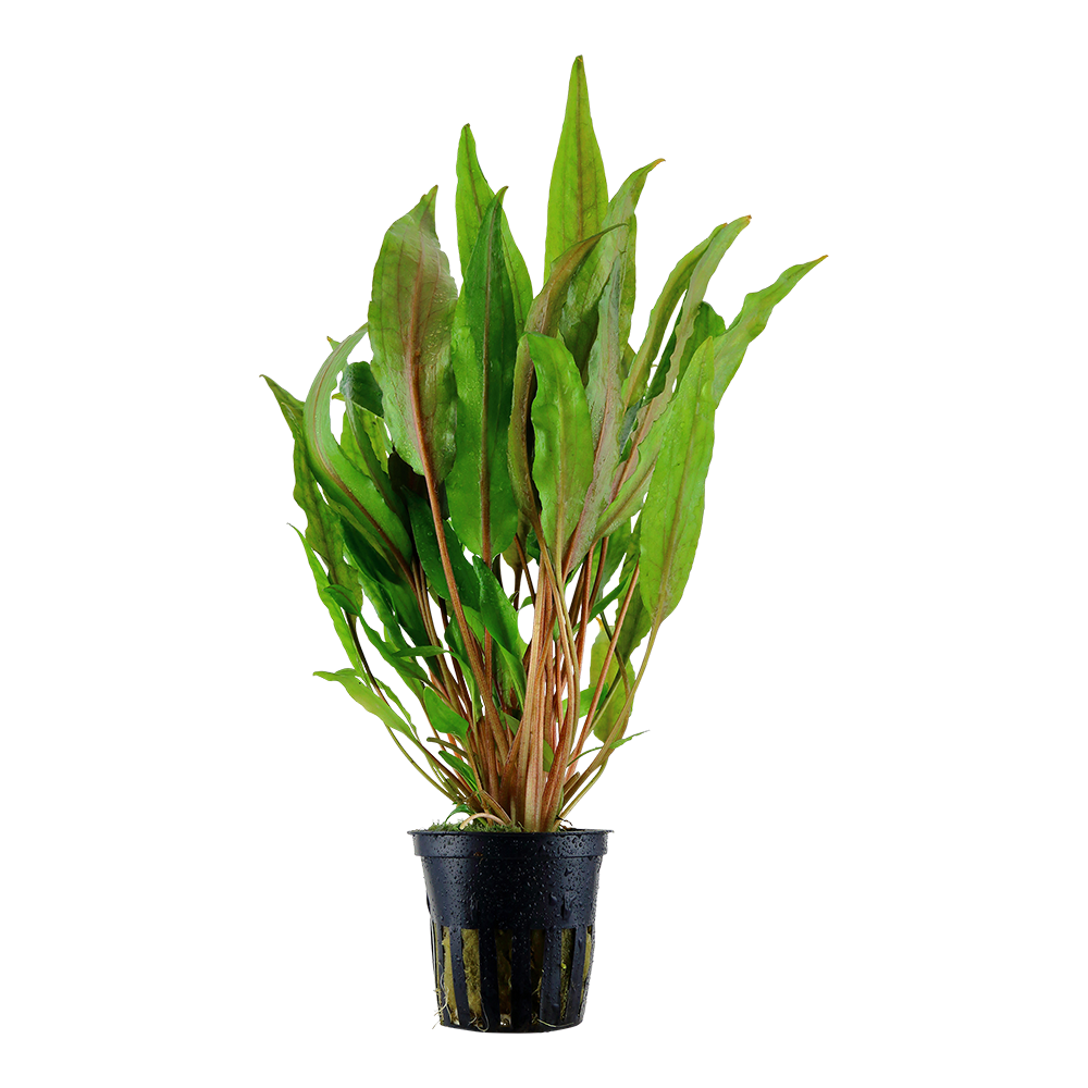 Cryptocoryne undulata 'Broad Leaf'