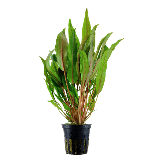 Cryptocoryne undulata 'Broad Leaf'