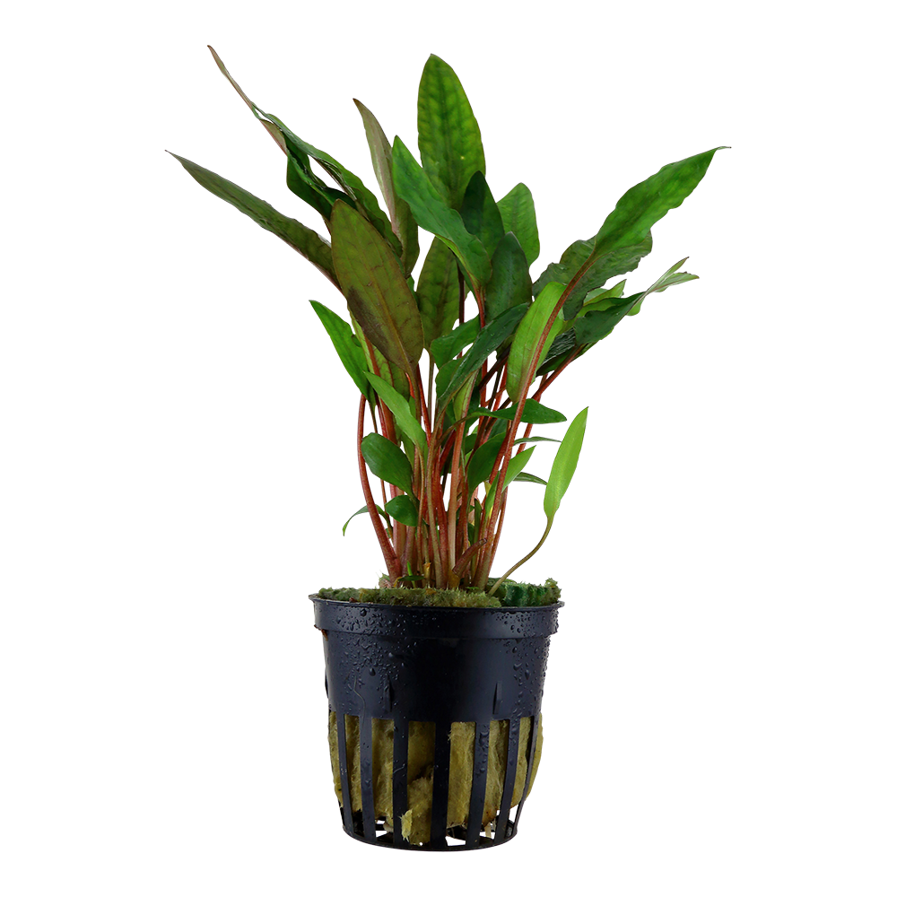 Cryptocoryne beckettii 'Petchii'