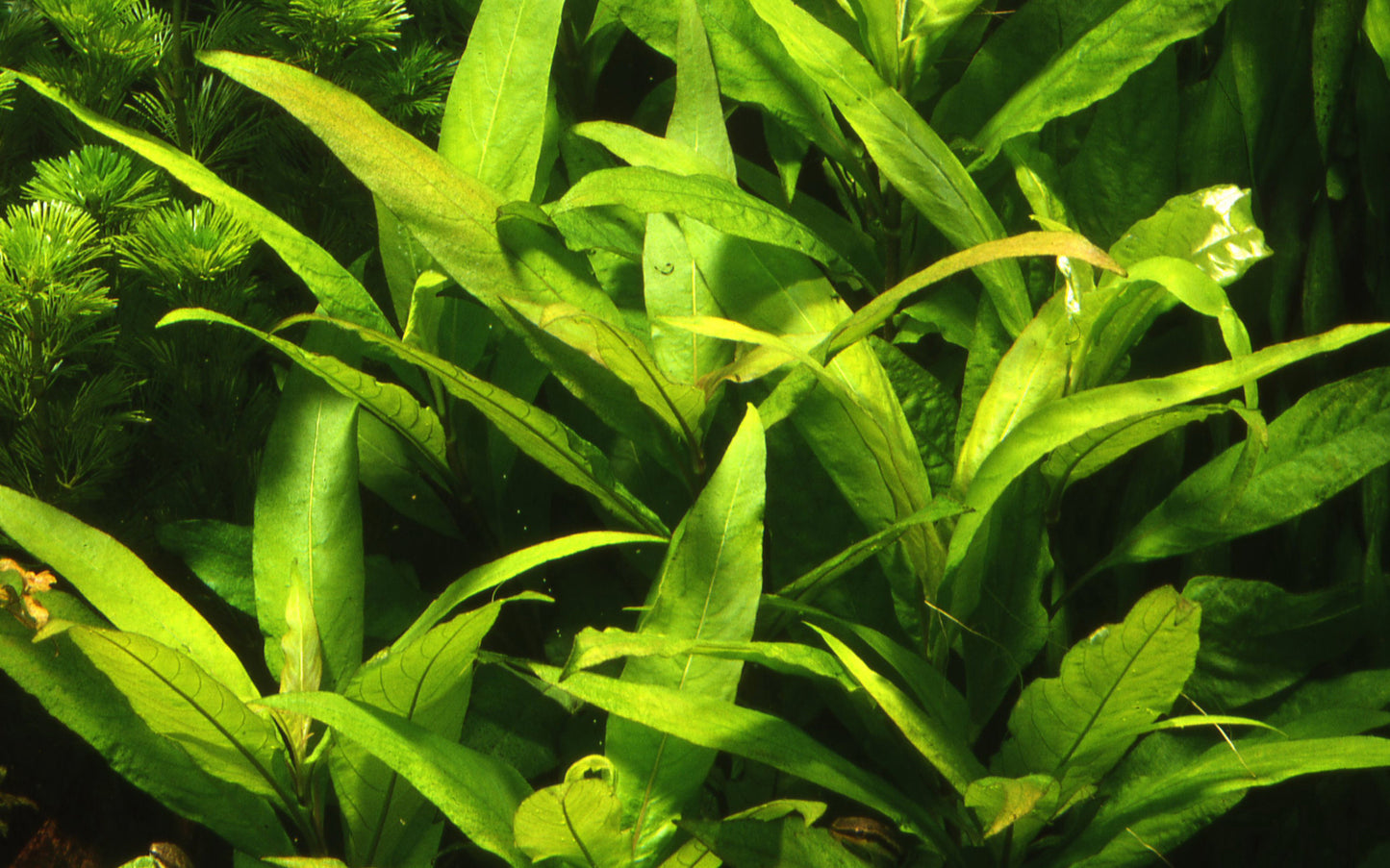 Hygrophila corymbosa 'Stricta'