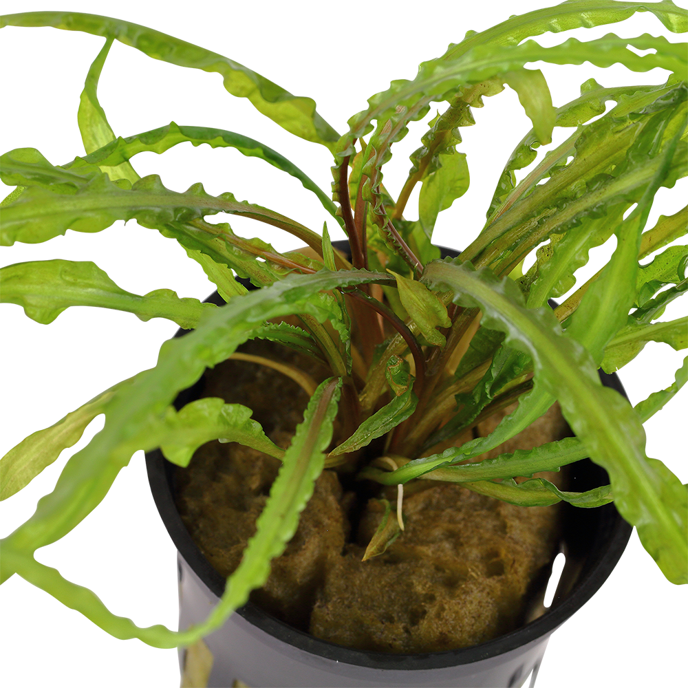 Cryptocoryne crispatula