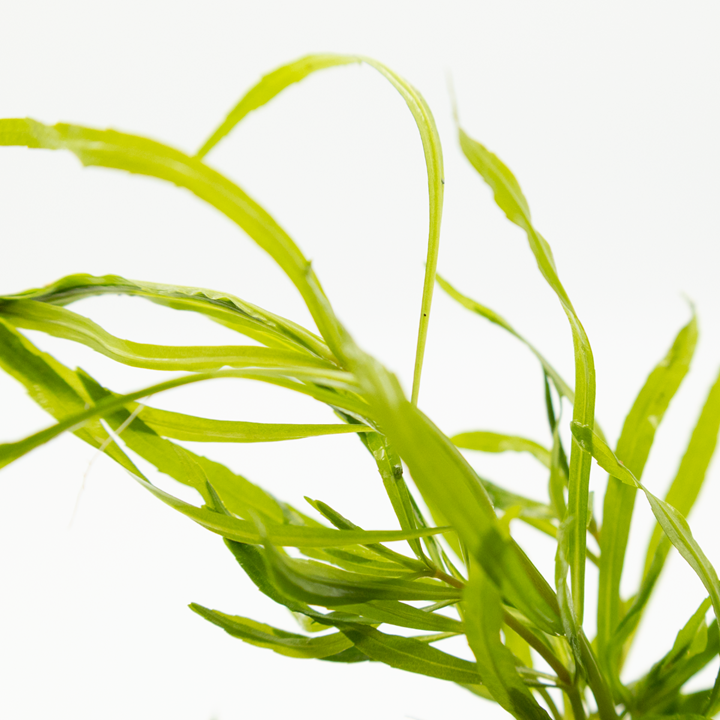 Pogostemon Quadrifolius