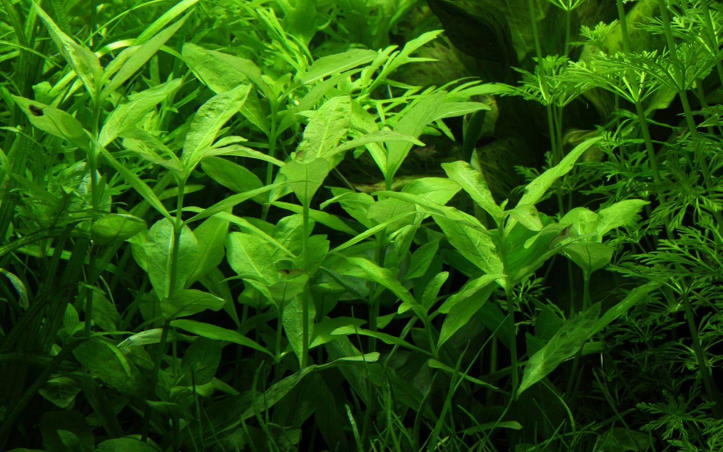 Hygrophila polysperma