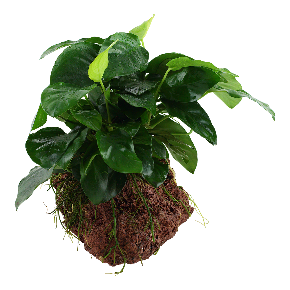 Anubias berteri nana on rock