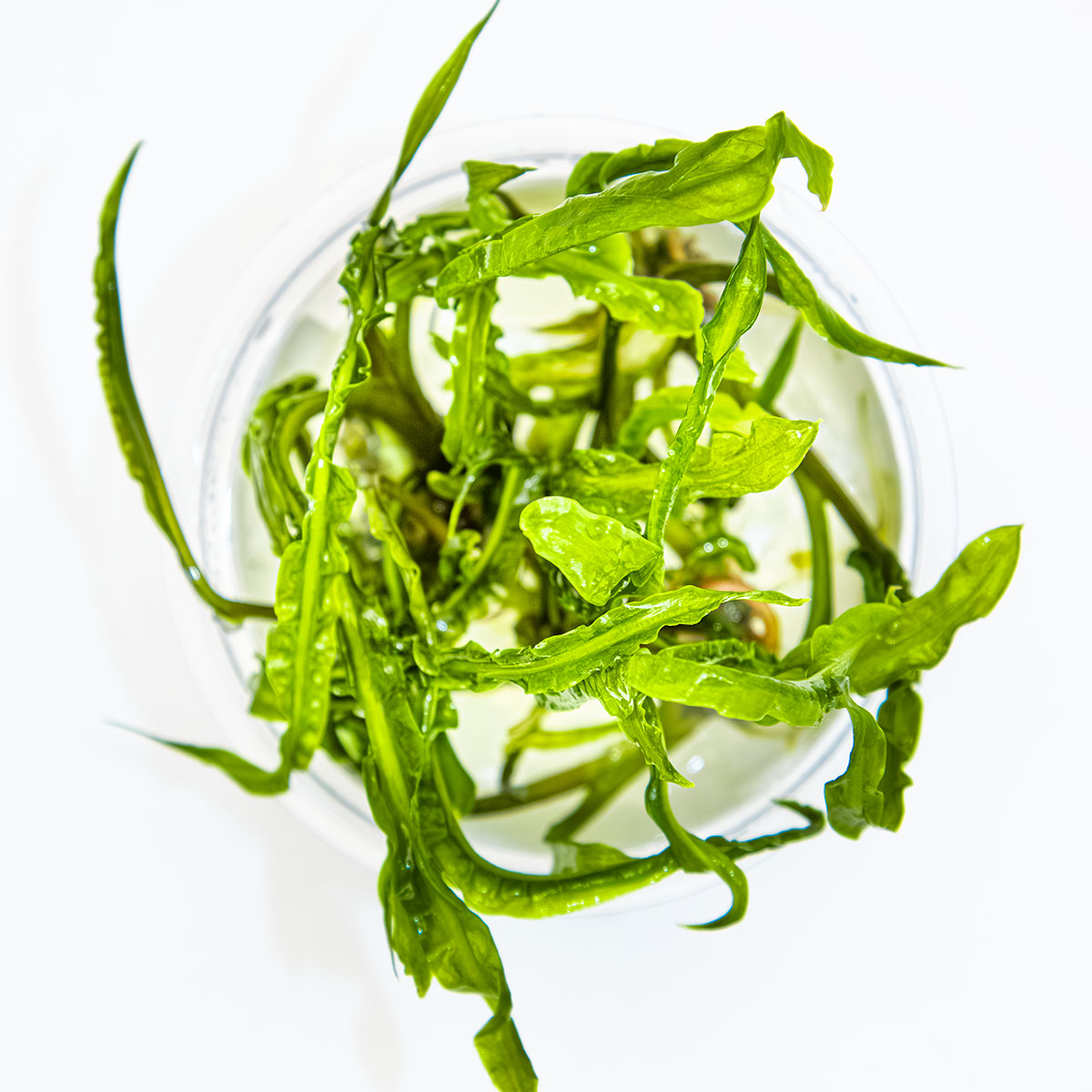 Cryptocoryne Crispatula TC