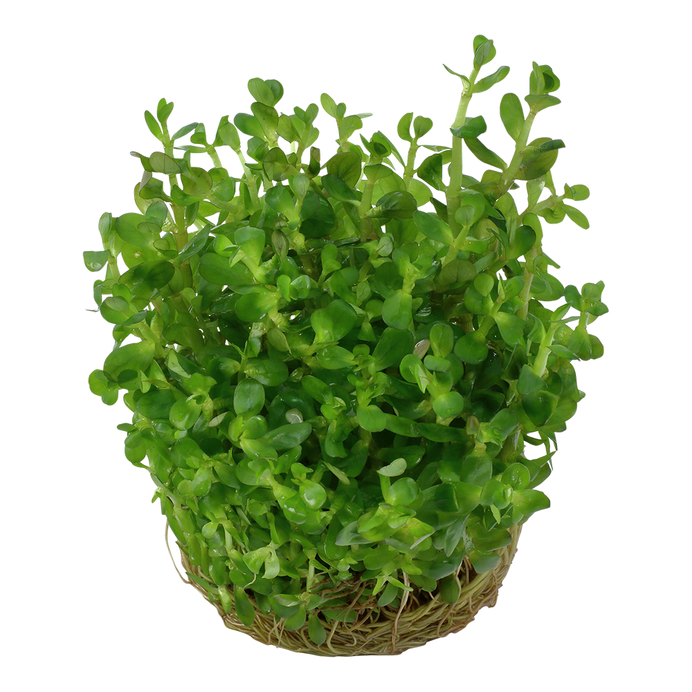 Rotala indica 'Bonsai'