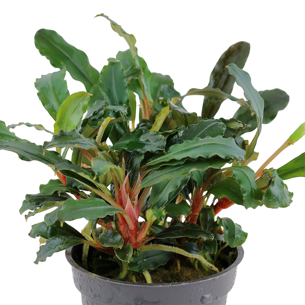 Becephalandra sp. 'Red'