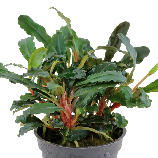Becephalandra sp. 'Red'