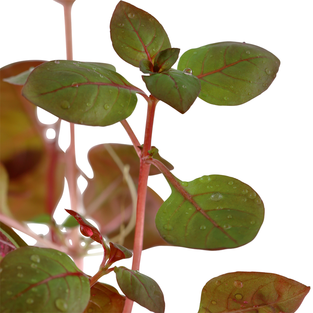 Ludwigia palustris 'Super Red'