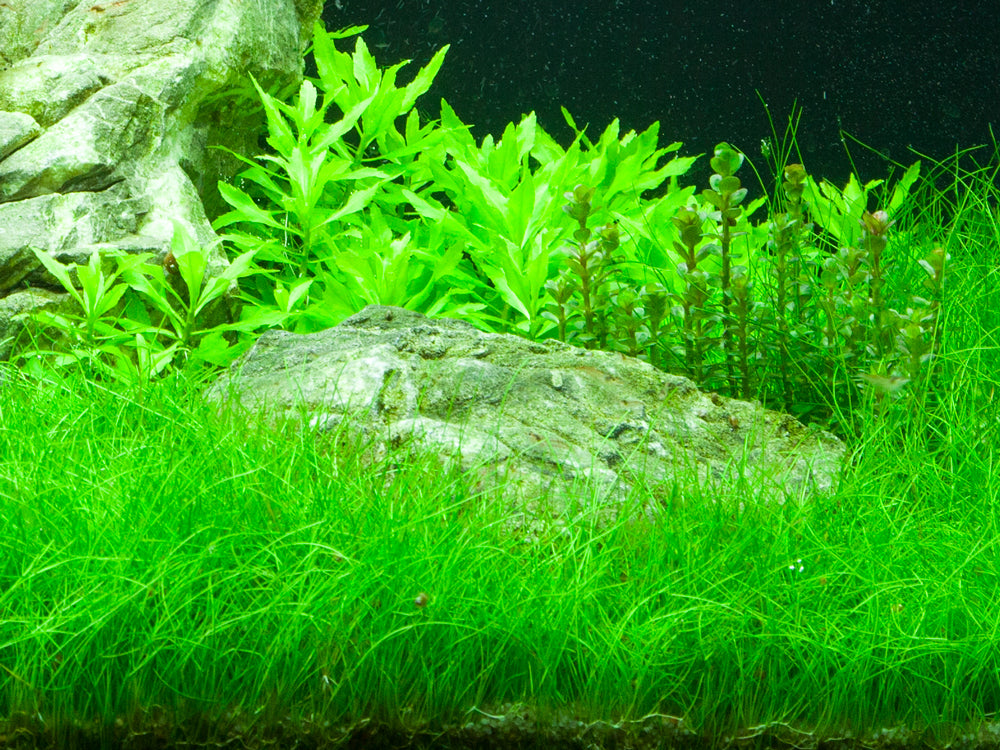 Eleocharis parvula