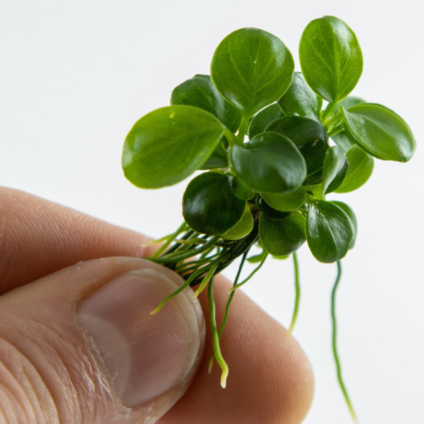 Anubias barteri 'Mini Coin'