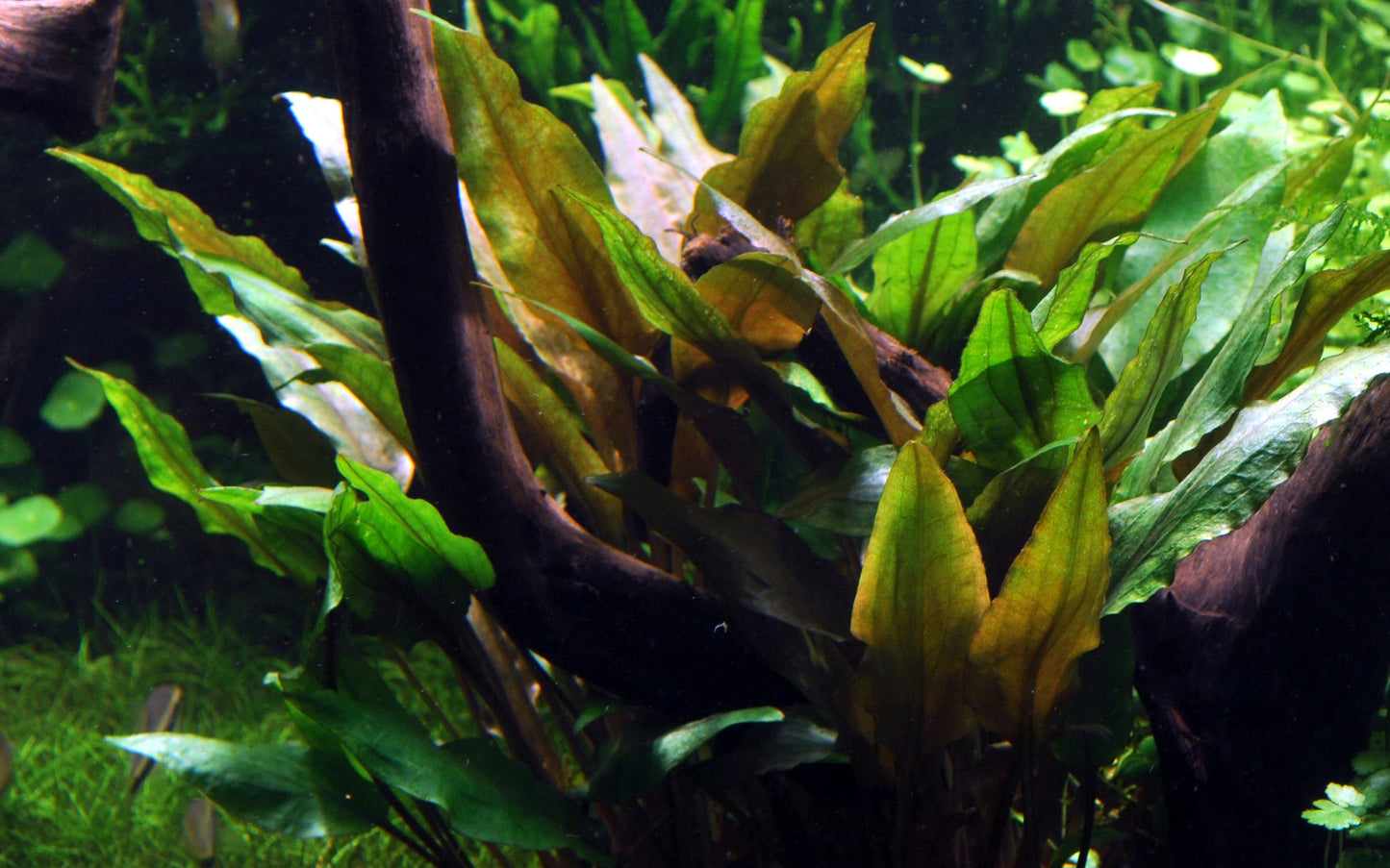 Cryptocoryne undulata 'Broad Leaf'