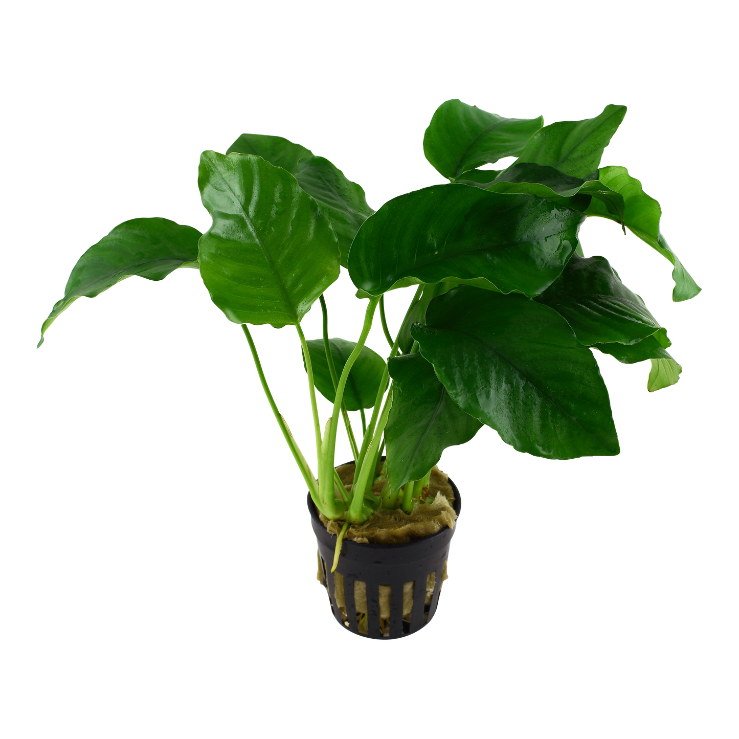 Anubias barteri var. barteri