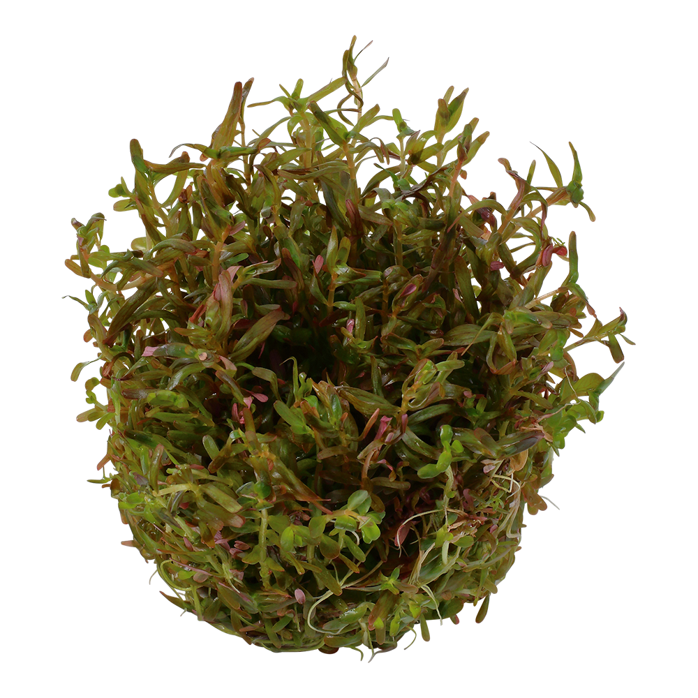 Rotala rotundifolia 'H'ra'