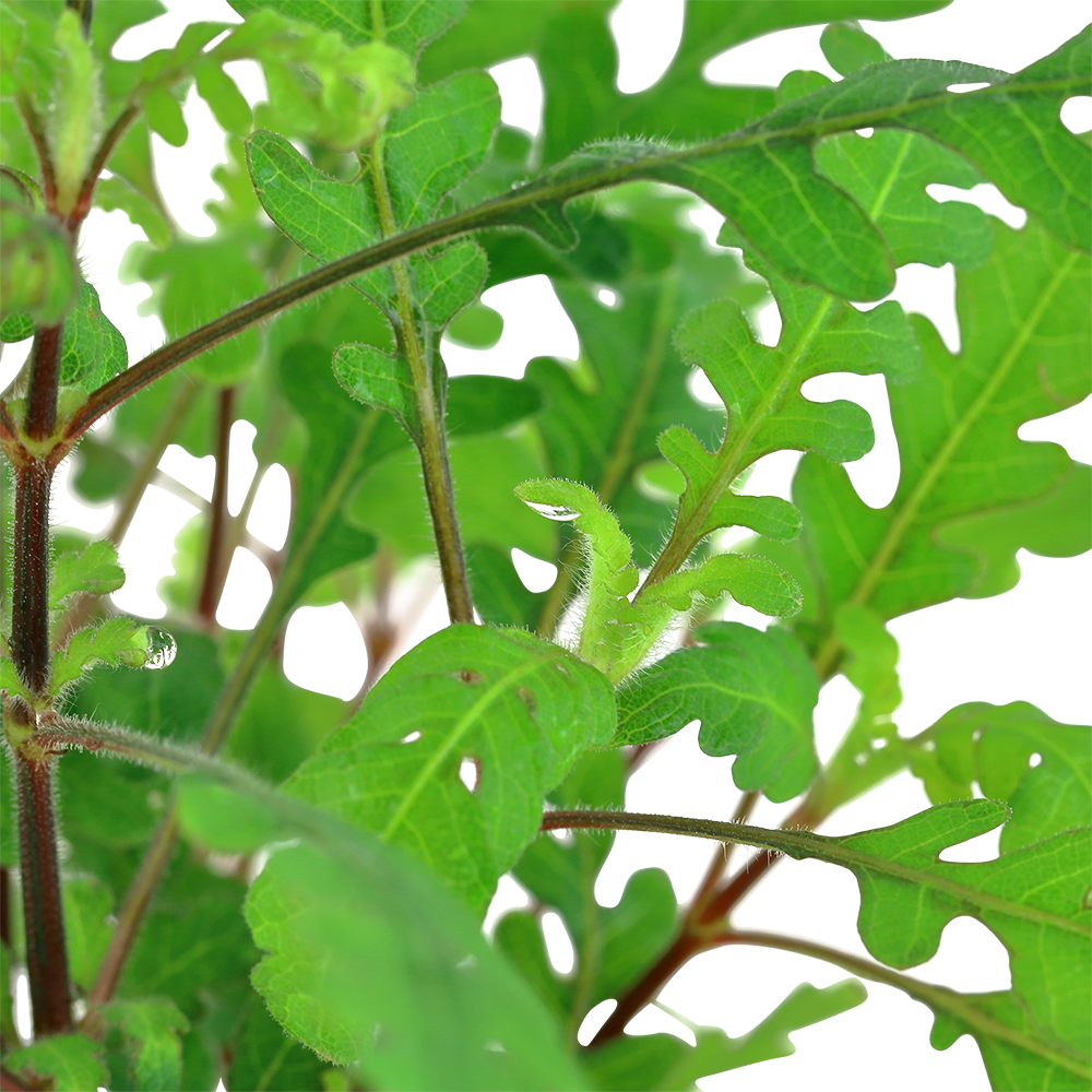 Hydrocotyle Pinnatifida