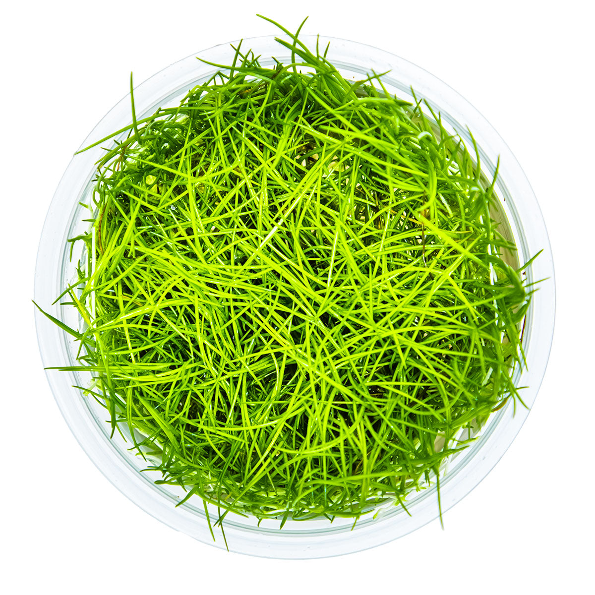 Eleocharis Acicularis