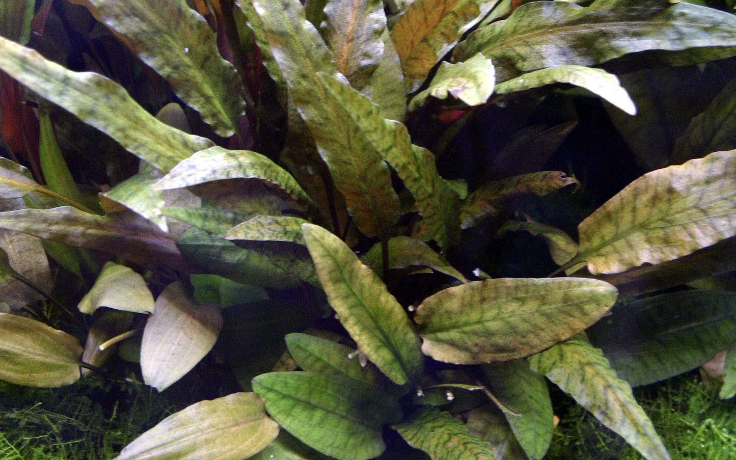 Cryptocoryne wendtii 'Tropica'