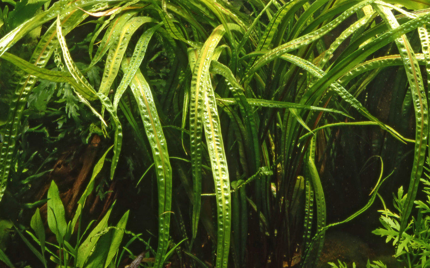 Cryptocoryne crispatula