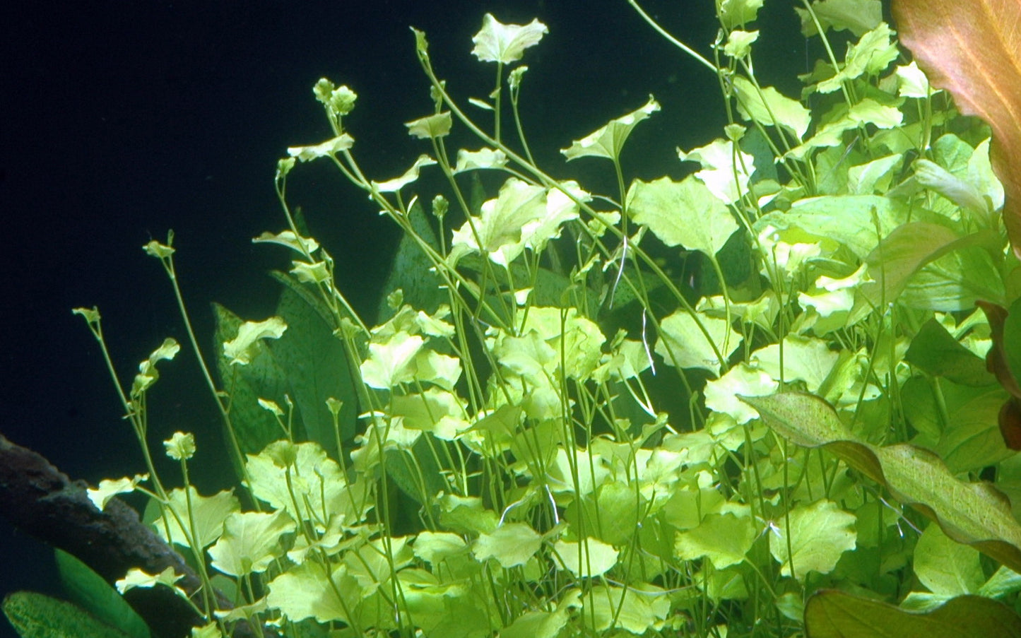 Cardamine Lyrata