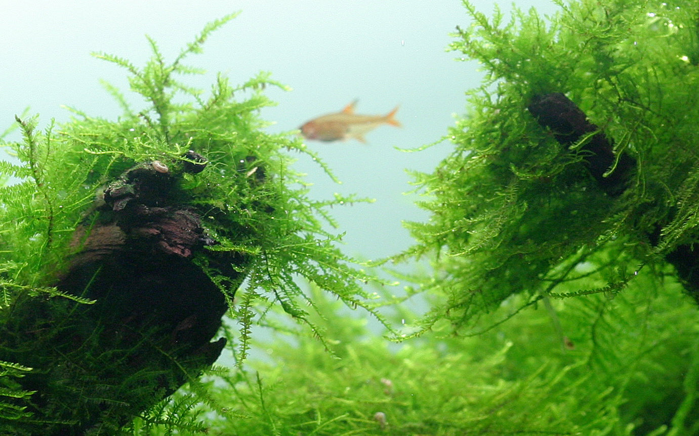 Taxiphyllum barbieri 'Bogor Moss' on lava stone