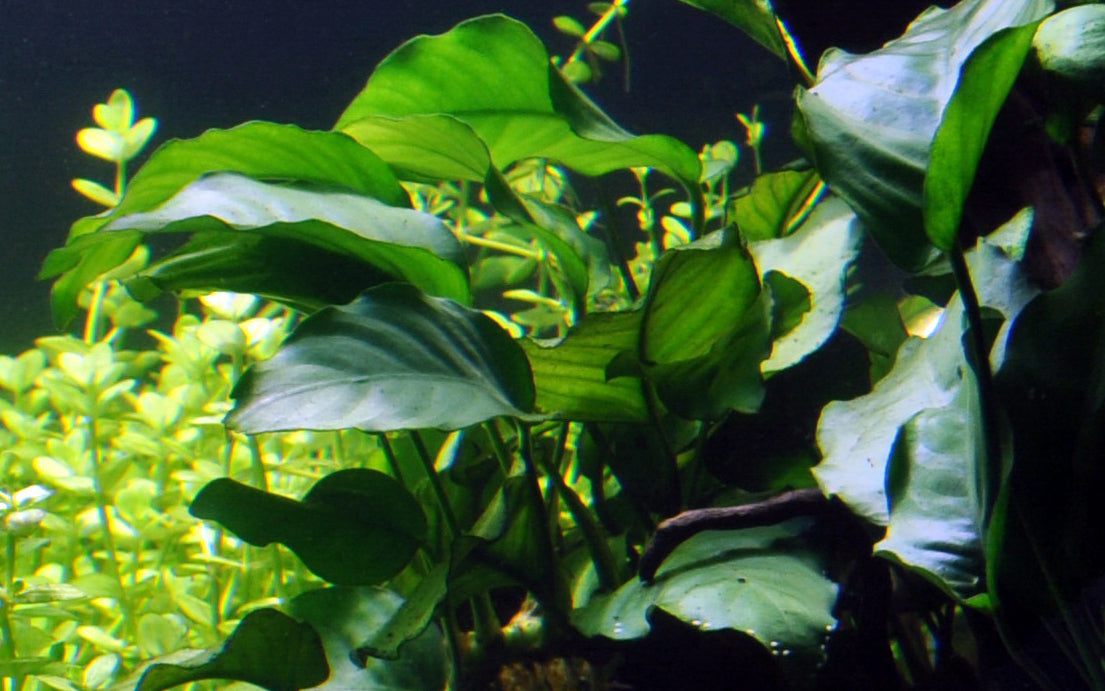 Anubias barteri var. barteri