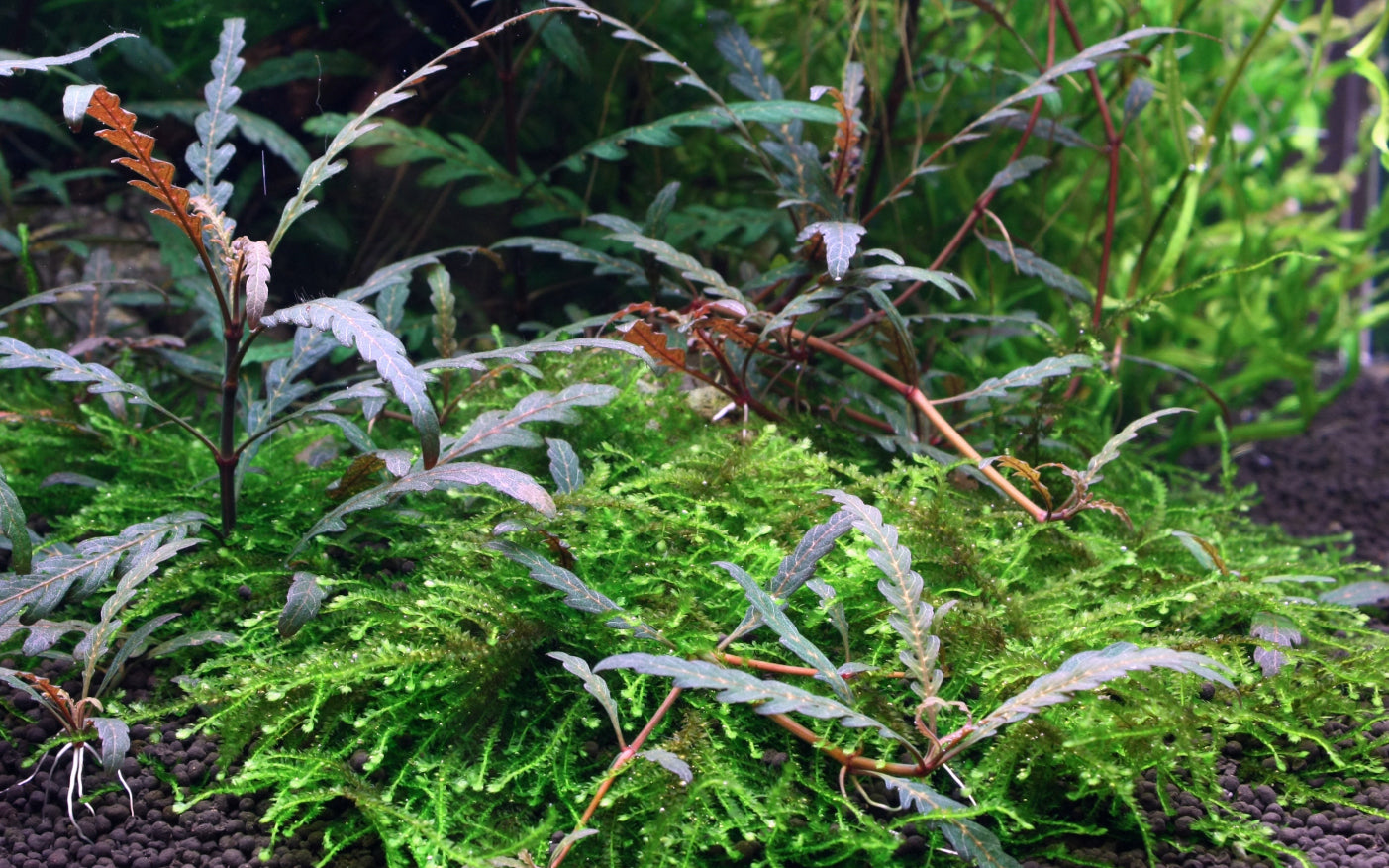 Hydrocotyle Pinnatifida