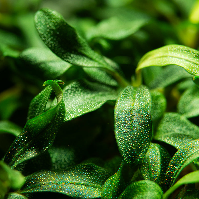 Bucephalandra sp. 'Needle Leaf'