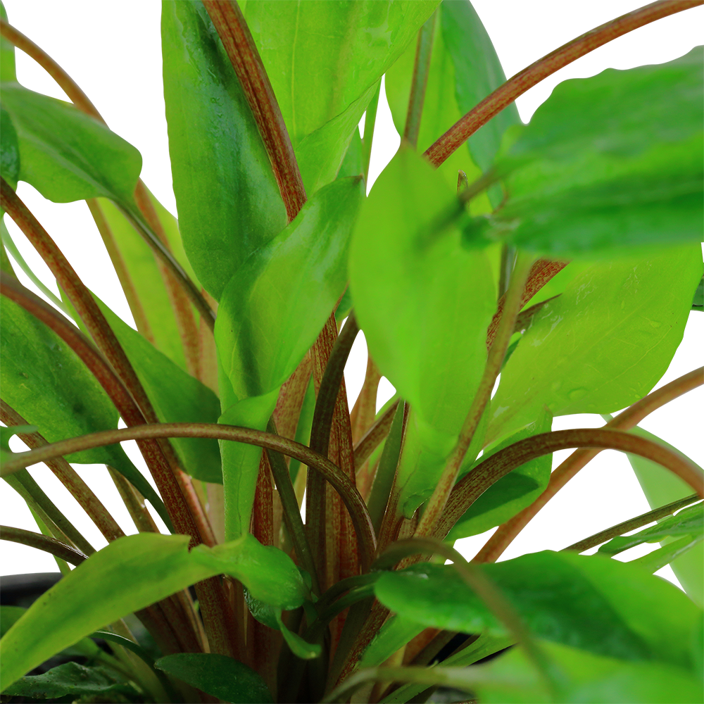 Cryptocoryne wendtii 'Green'